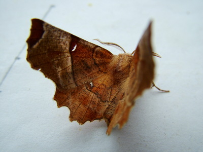 Lunar Thorn
